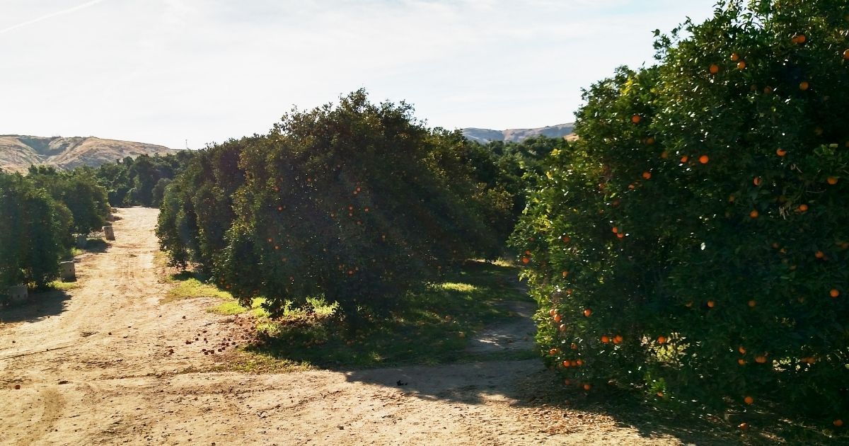 Orange Orchard near Redlands California