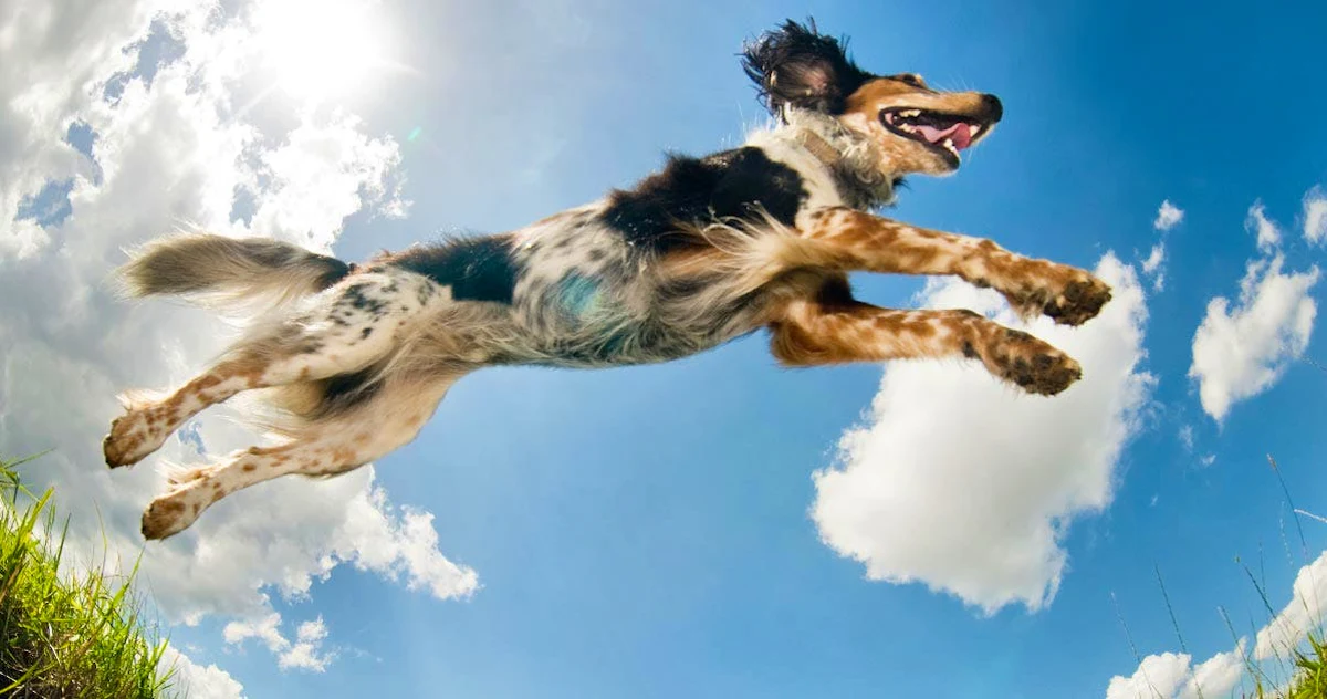 Hero image for A Doggy's Guide to Redlands