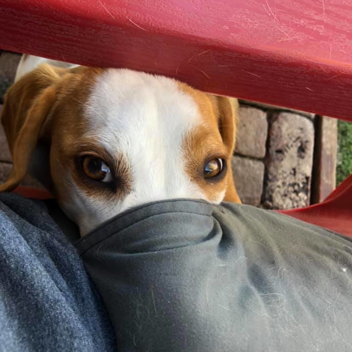 Cute puppy