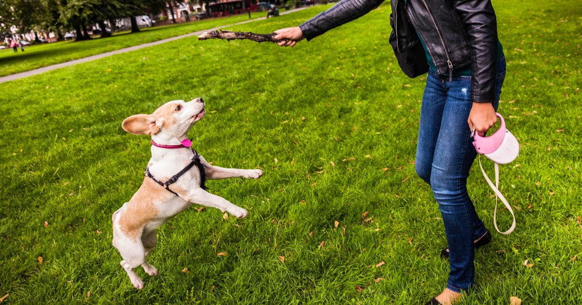 Hero image for Where Can't Doggies Go in Redlands? (Wait—There's a Plus Side)