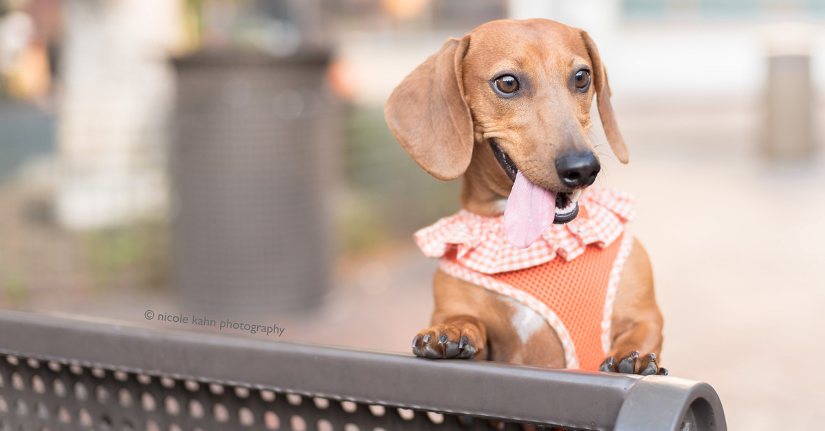 Cute dog. Photo by Nicole Kahn Photography