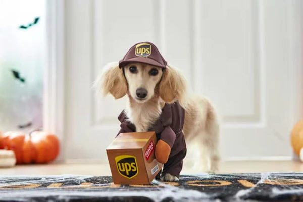 Hero image for Halloween Is for the Dogs!