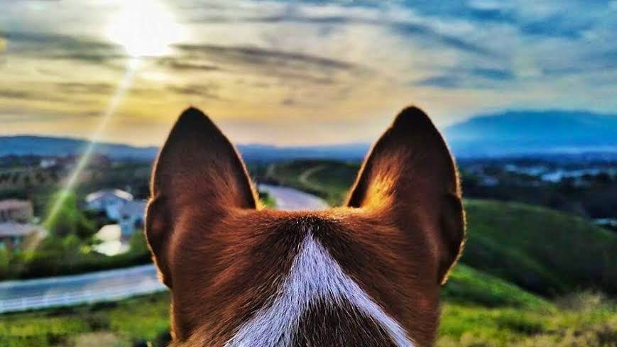 Hero image for Top 6 Safety Tips for Pet Owners During Fireworks