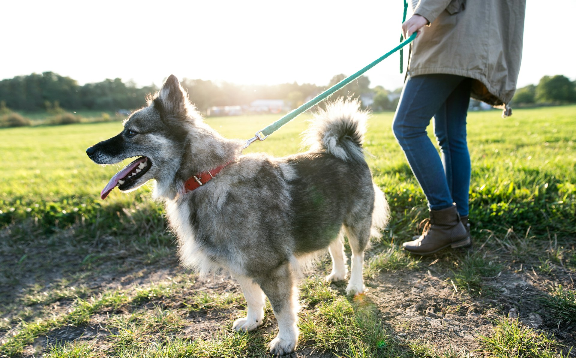A young woman on a walk with a dog