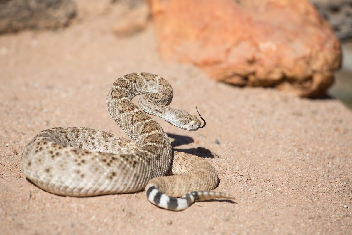 rattlesnake