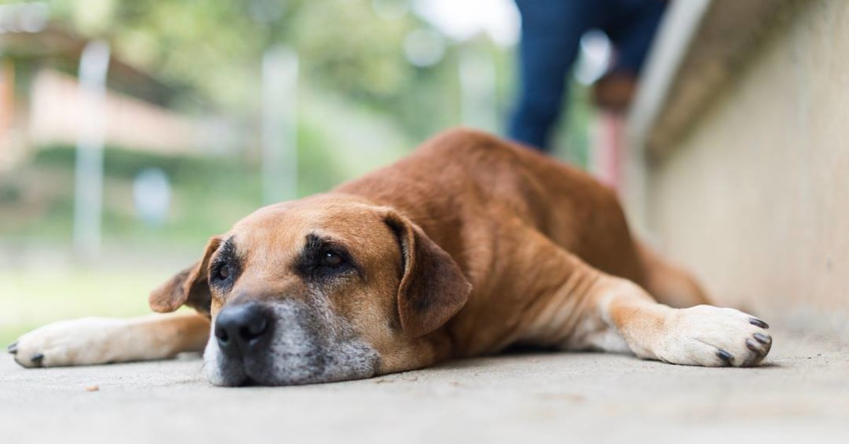 dog at a restaurant