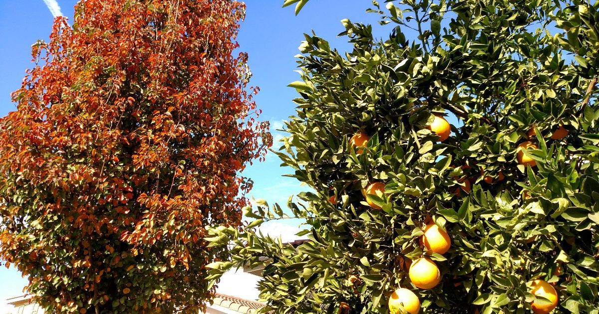 orange trees and fall colors in Redlands