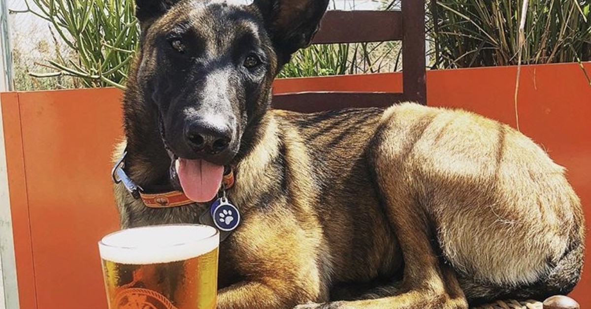 Dog at Escape Brewery