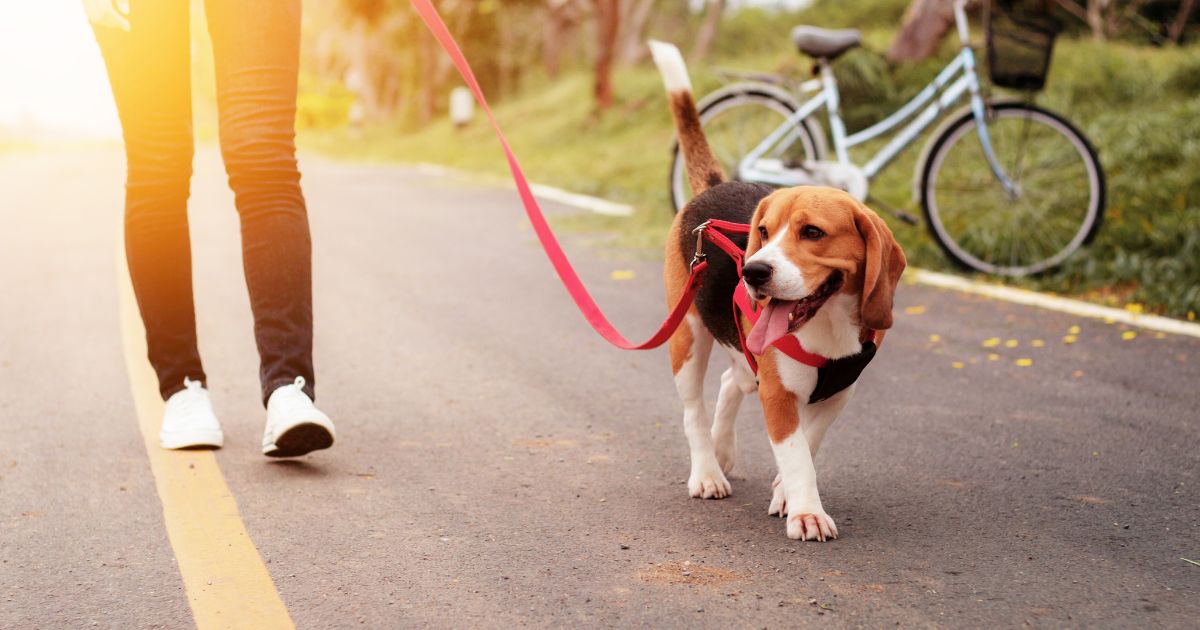 a person walking a dog on a paved trail