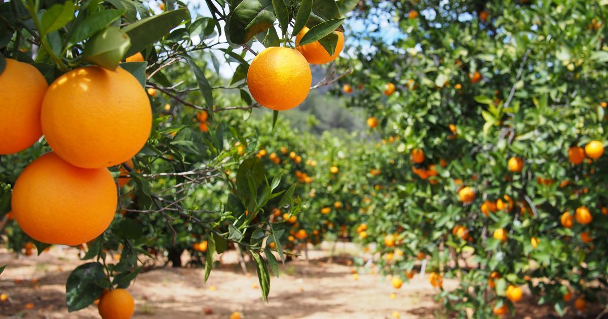 Washington Naval Oranges