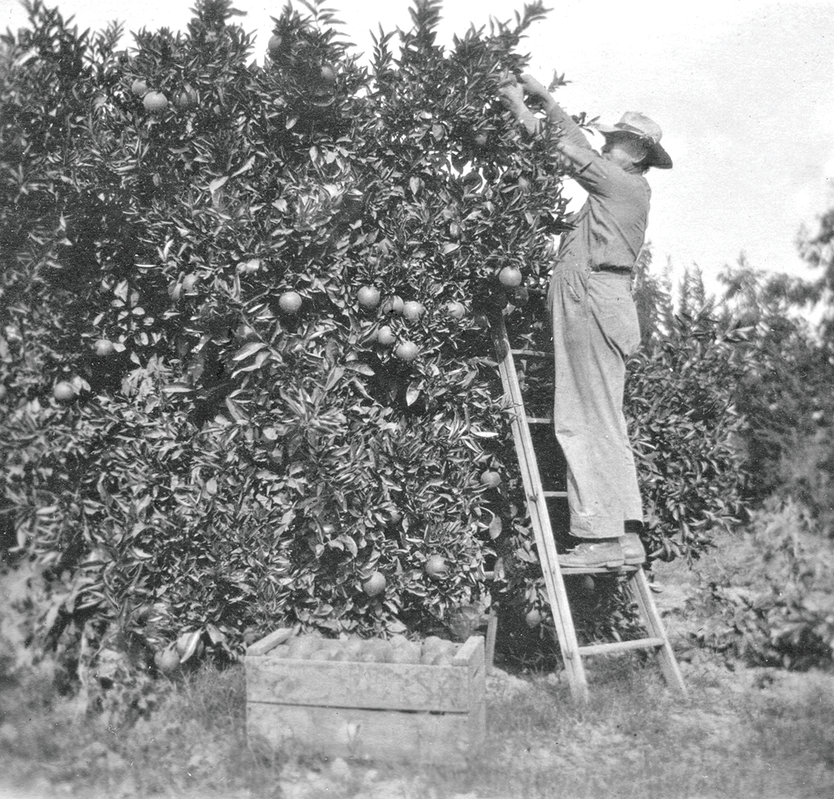 Picking Oranges in Redlands