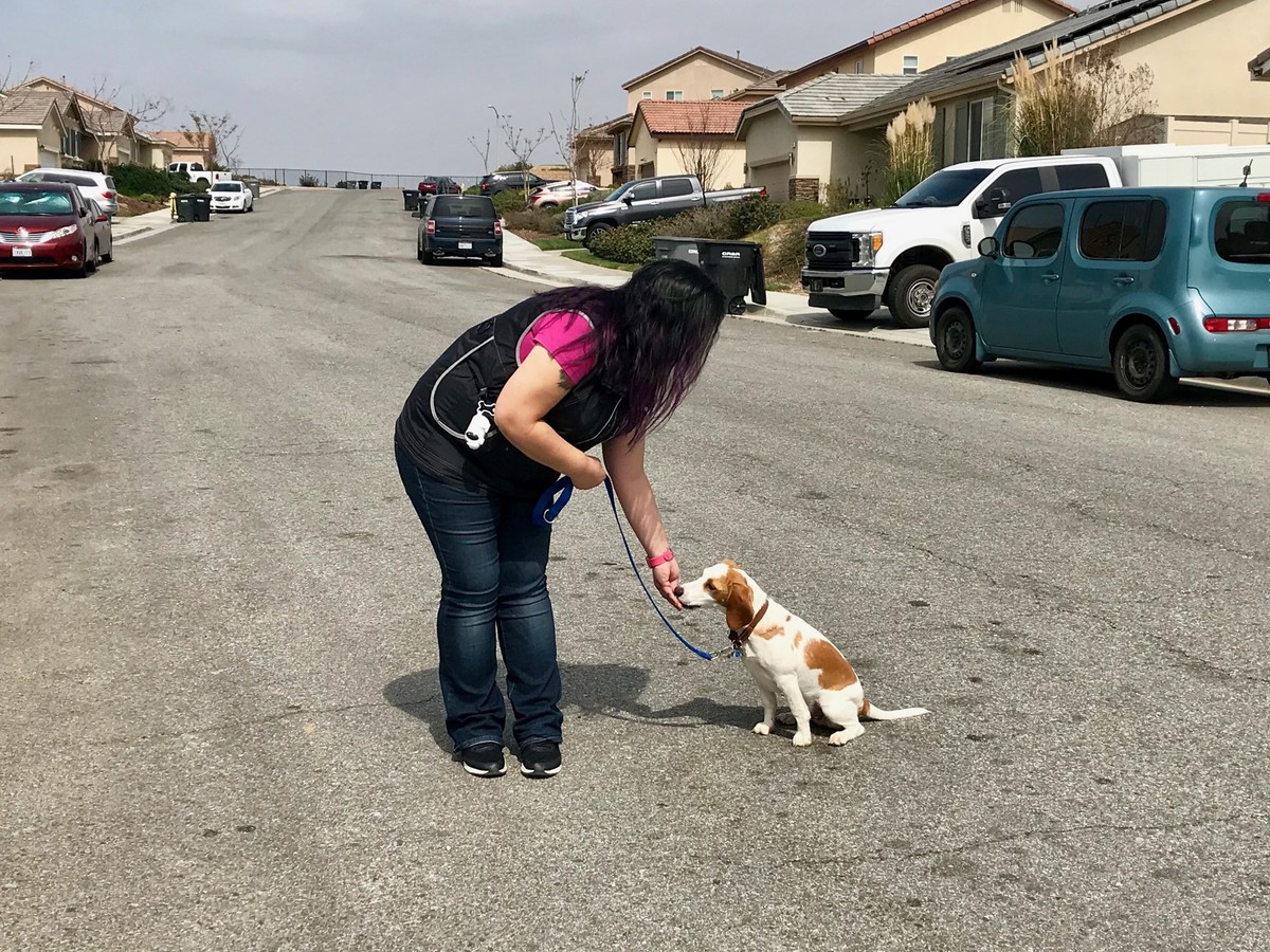 dog training