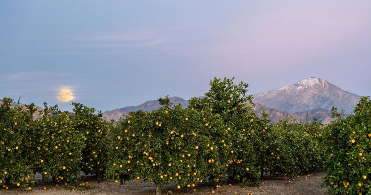 Moonlit orange grove in Redlands California