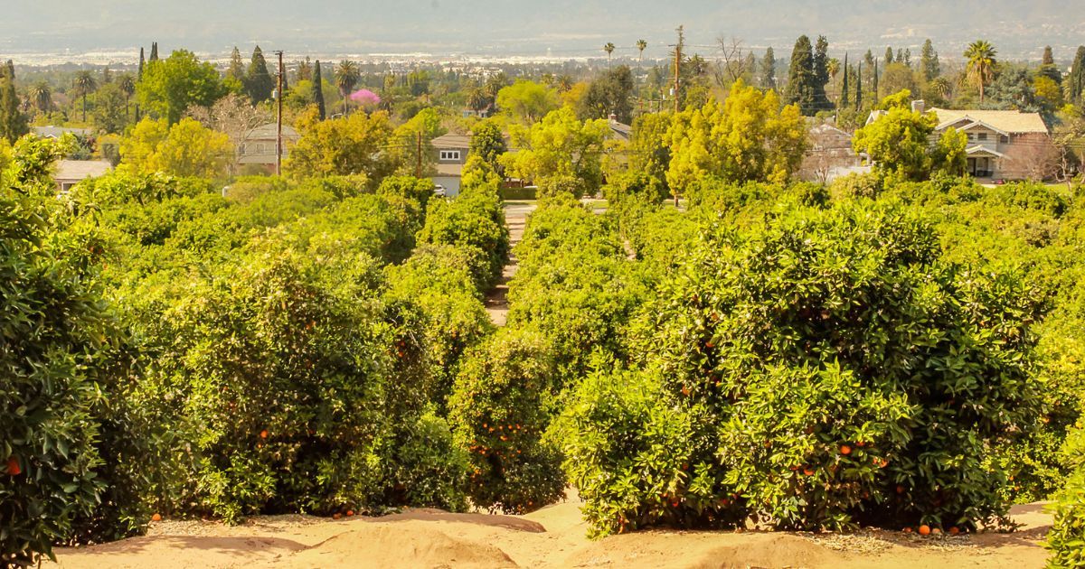 Prospect Park Grove in Redlands, California