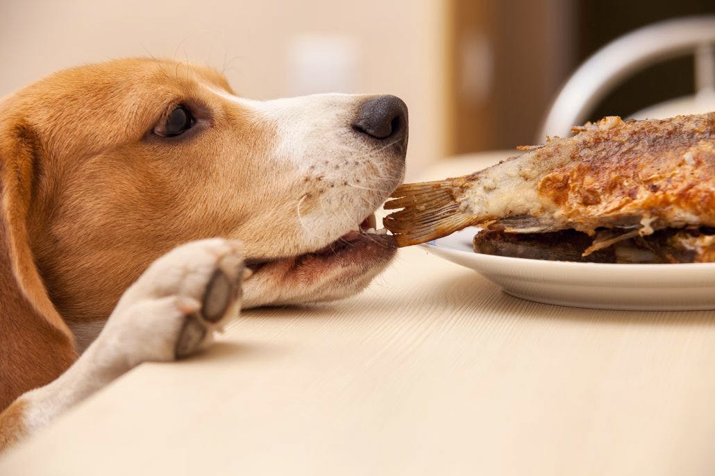 Hero image for Finally, a holiday all about food!!!