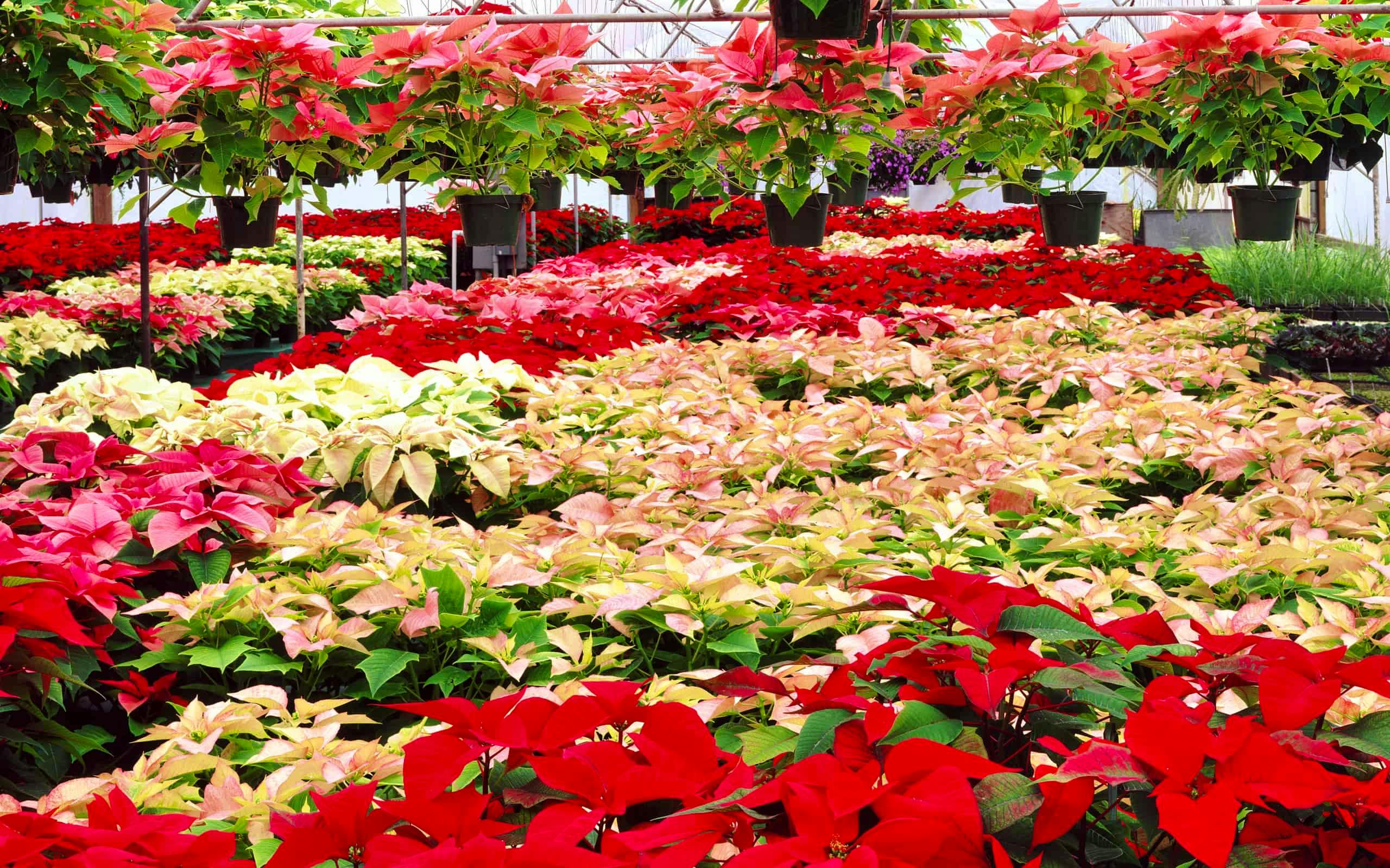 Hero image for A Quick History of the Poinsettias