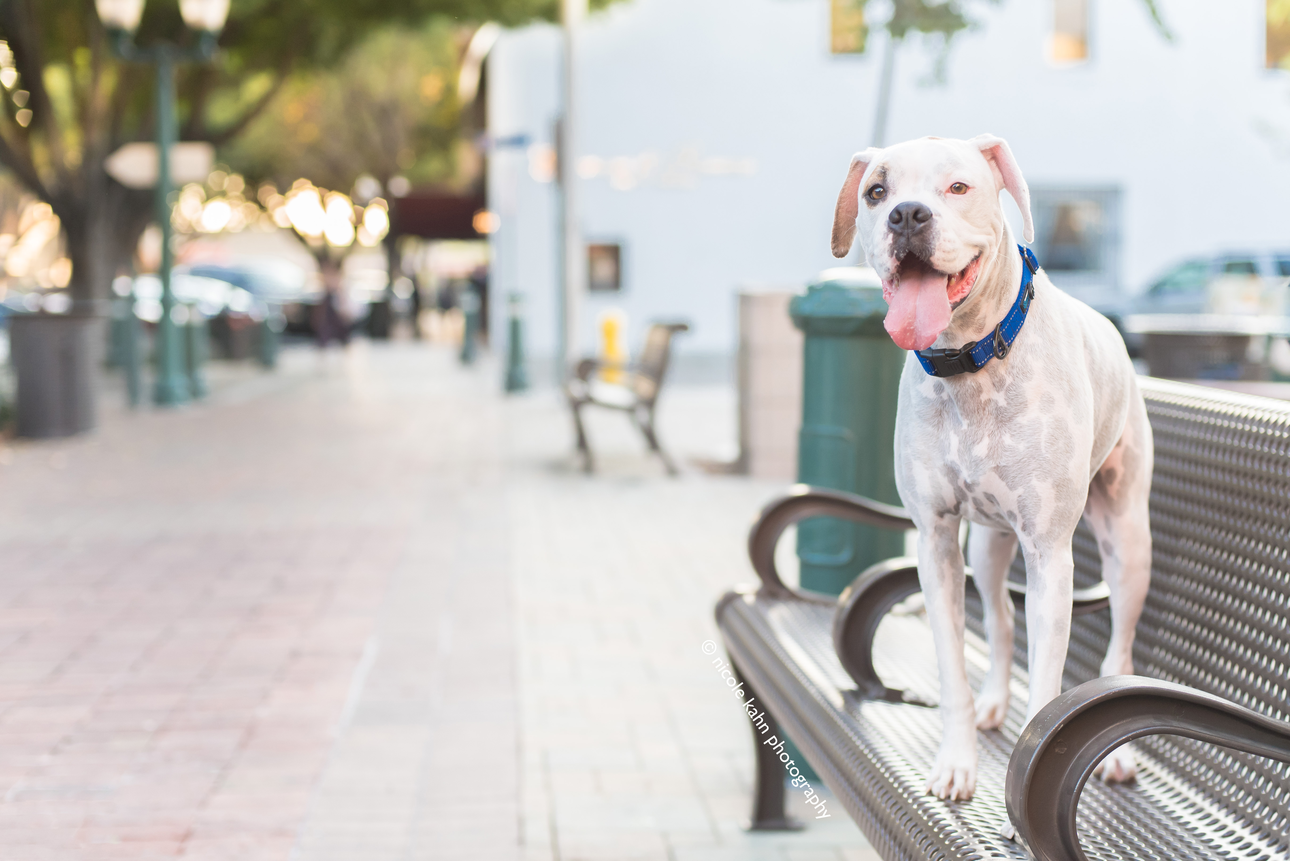 Hero image for 10 Suggestions for Restaurants Who Accept Dogs
