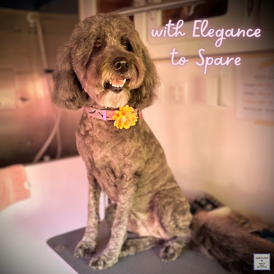 Sophisticated Mobile Dog Grooming