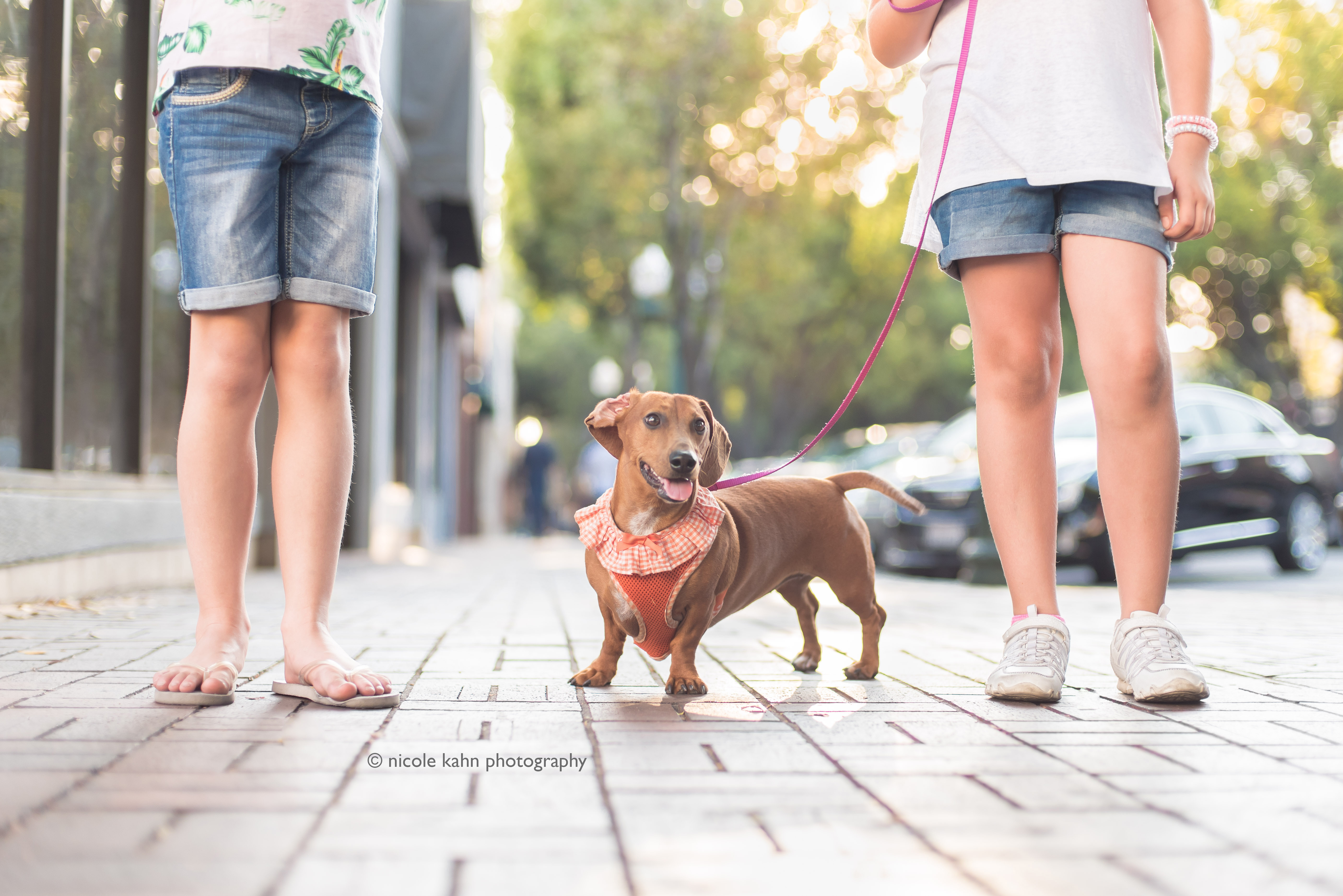 Hero image for Basic Guidelines for Pet Parents