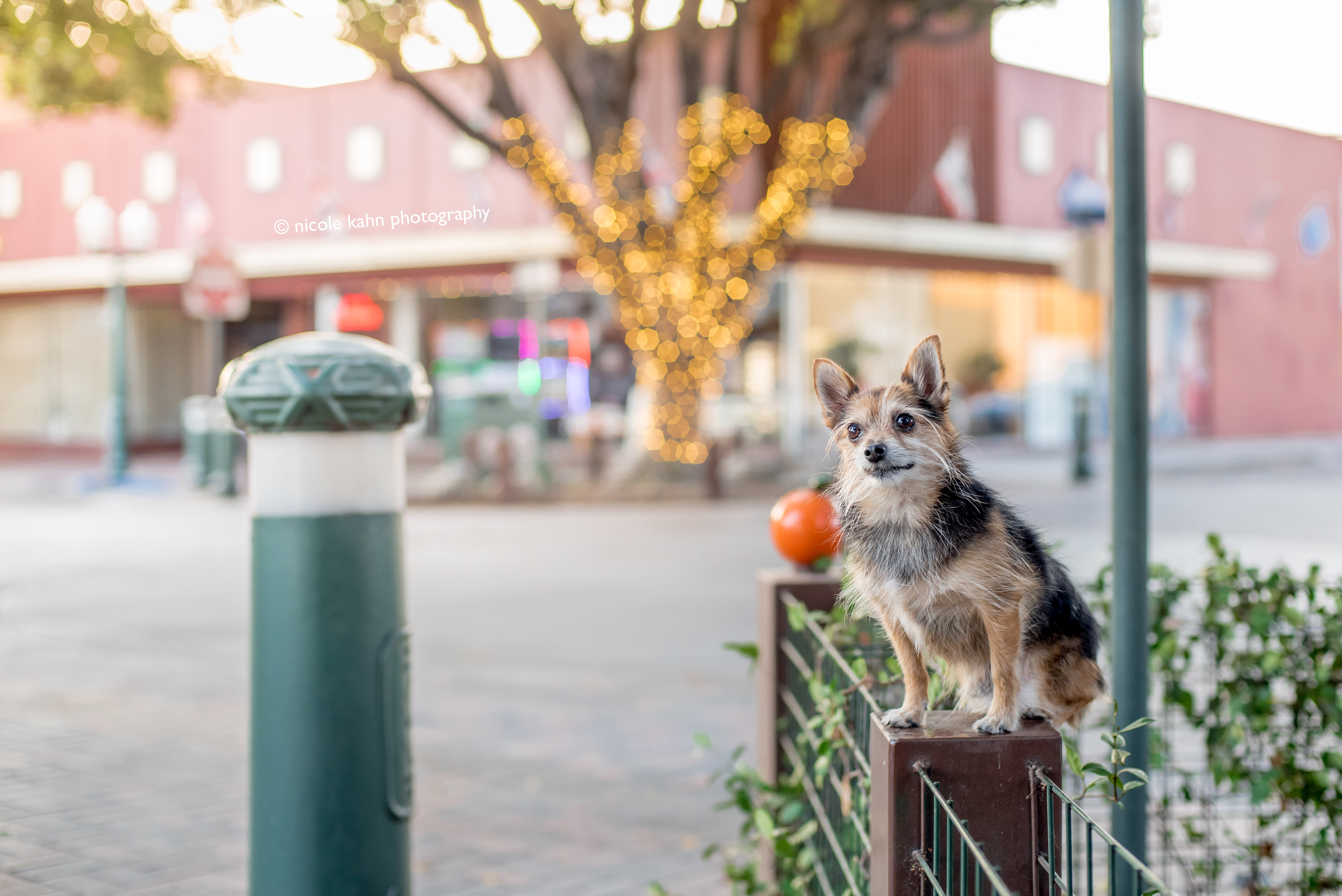 Hero image for Dining with Dogs in Redlands