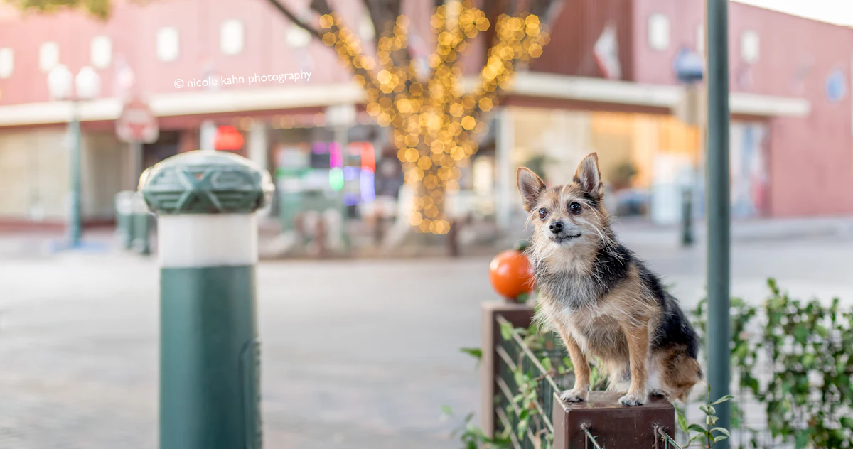 Hero image for Dining with Dogs in Redlands