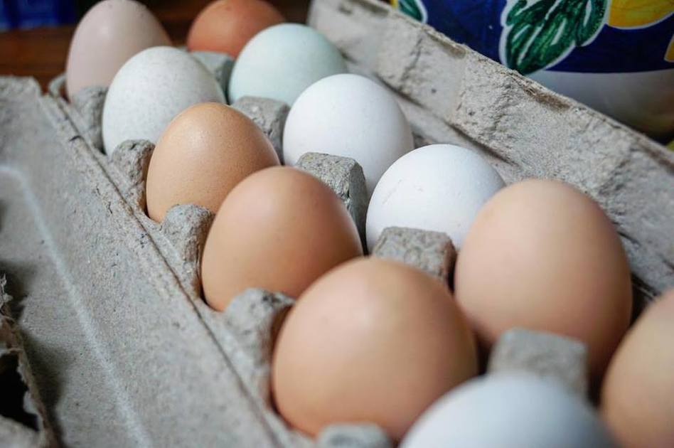 eggs
