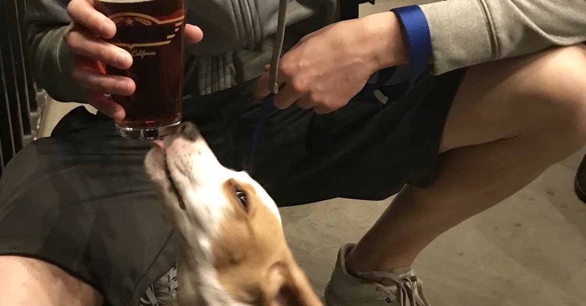Dog and beer
